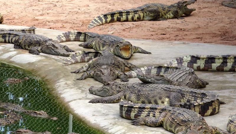 Muang Boran – The Ancient City + Erawan Museum + Samut Prakan Crocodile ...